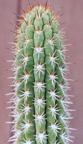 Trichocereus_chilensis